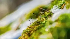 Zimowy las nad jeziorem Mulik, styczeń 2021 - zdjęcie 10