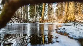 Zimowy las nad jeziorem Mulik, styczeń 2021 - zdjęcie 41