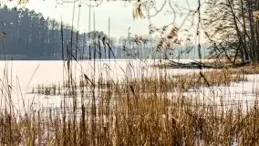 Zimowy las nad jeziorem Mulik, styczeń 2021 - zdjęcie 28