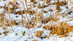 Zimowy las nad jeziorem Mulik, styczeń 2021 - zdjęcie 45