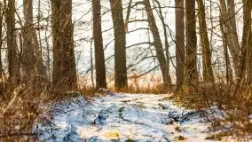 Zimowy las nad jeziorem Mulik, styczeń 2021 - zdjęcie 32