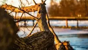 Styczniowe słońce, jezioro Dargin i kra... - zdjęcie 63