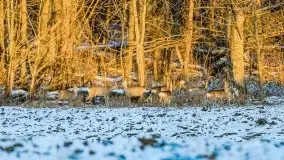 Daniele w okolicach Sztynortu, styczeń 2022 r. - zdjęcie 4