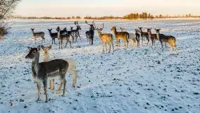 Daniele w okolicach Sztynortu, styczeń 2022 r. - zdjęcie 14
