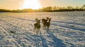 Daniele w okolicach Sztynortu, styczeń 2022 r. - zdjęcie 13