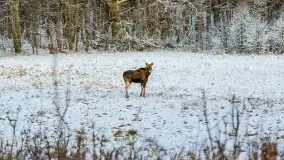 Daniele w okolicach Sztynortu, styczeń 2022 r. - zdjęcie 18