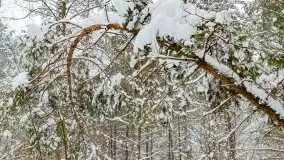Zimowe widoki, pomiędzy Giżyckiem a Wilkasami - zdjęcie 13