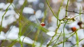 Zimowe widoki, pomiędzy Giżyckiem a Wilkasami - zdjęcie 21