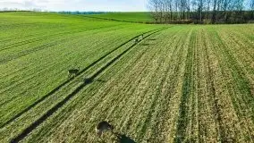Sarny na mazurskich bezdrożach i polach - zdjęcie 10