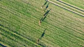 Sarny na mazurskich bezdrożach i polach - zdjęcie 7