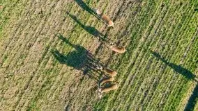 Sarny na mazurskich bezdrożach i polach - zdjęcie 2