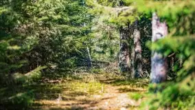 Wierzba i puszcza Piska, luty 2022 r. - zdjęcie 23