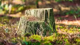 Wierzba i puszcza Piska, luty 2022 r. - zdjęcie 29