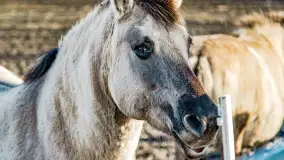 Wierzba i puszcza Piska, luty 2022 r. - zdjęcie 26