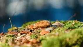 Zimowe migawki z puszczy Boreckiej, luty 2022 r. - zdjęcie 13