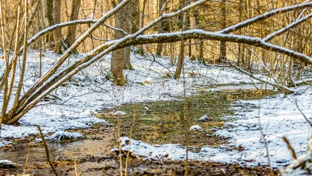 Zimowe migawki z puszczy Boreckiej, luty 2022 r. - zdjęcie 3