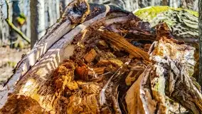 Rezerwat Sztynort u progu wiosny 2022 r. - zdjęcie 22