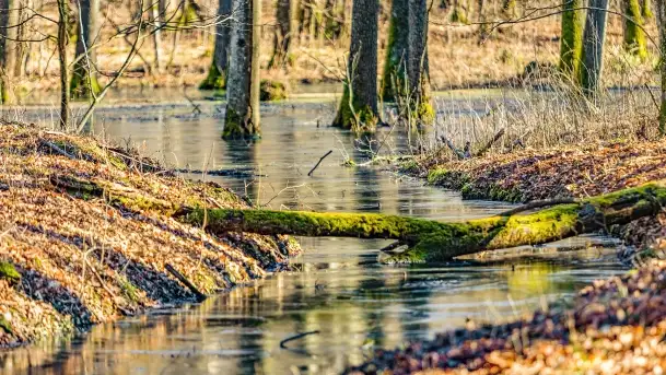 Rezerwat Sztynort u progu wiosny 2022 r.