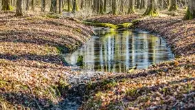 Rezerwat Sztynort u progu wiosny 2022 r. - zdjęcie 29