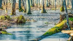 Rezerwat Sztynort u progu wiosny 2022 r. - zdjęcie 7