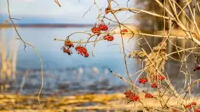 Jezioro Dobskie w okolicach Dziewiszewa, wyspa Gilma - zdjęcie 32