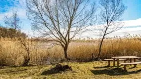 Jezioro Dobskie w okolicach Dziewiszewa, wyspa Gilma - zdjęcie 2