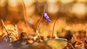 Zachód słońca nad jeziorem Mój - zdjęcie 40