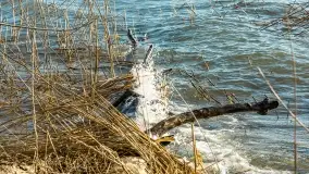 Wietrzny Dargin na początku wiosny - zdjęcie 17