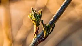 Zachód słońca nad jeziorem Kisajno, Zimny Kąt - zdjęcie 38