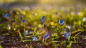 Kwitnące cebulice i wiosna w giżyckim parku - zdjęcie 22