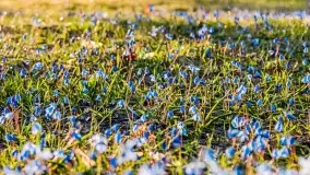 Kwitnące cebulice i wiosna w giżyckim parku - zdjęcie 29