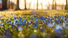 Kwitnące cebulice i wiosna w giżyckim parku - zdjęcie 6