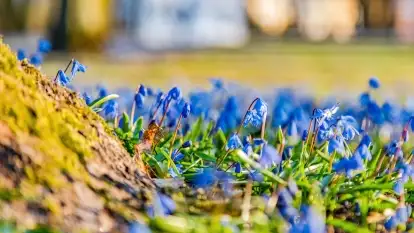 Kwitnące cebulice i wiosna w giżyckim parku