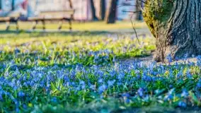 Kwitnące cebulice i wiosna w giżyckim parku - zdjęcie 28