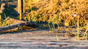 Wschód słońca przy wyspie Wydmińskiej, kwiecień 2022 r. - zdjęcie 41