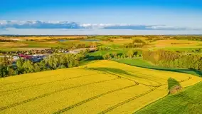 Złote, rzepakowe mazurskie pola z jeziorami w tle - zdjęcie 33
