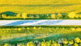 Złote, rzepakowe mazurskie pola z jeziorami w tle - zdjęcie 17