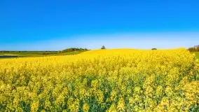 Złote, rzepakowe mazurskie pola z jeziorami w tle - zdjęcie 32