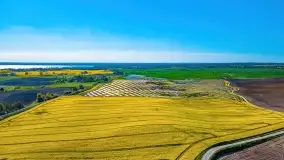 Złote, rzepakowe mazurskie pola z jeziorami w tle - zdjęcie 83