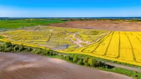 Złote, rzepakowe mazurskie pola z jeziorami w tle - zdjęcie 88
