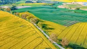 Złote, rzepakowe mazurskie pola z jeziorami w tle - zdjęcie 89