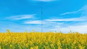 Złote, rzepakowe mazurskie pola z jeziorami w tle - zdjęcie 34