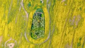 Złote, rzepakowe mazurskie pola z jeziorami w tle - zdjęcie 68