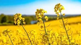 Złote, rzepakowe mazurskie pola z jeziorami w tle - zdjęcie 25