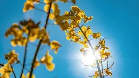 Złote, rzepakowe mazurskie pola z jeziorami w tle - zdjęcie 38