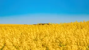 Złote, rzepakowe mazurskie pola z jeziorami w tle - zdjęcie 75