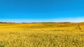 Złote, rzepakowe mazurskie pola z jeziorami w tle - zdjęcie 77