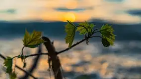 Zachód słońca nad jeziorem Dargin, maj 2022 r. - zdjęcie 21