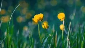 Zachód słońca nad jeziorem Dargin, maj 2022 r. - zdjęcie 15