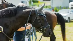 Sulimiada 2022, zobacz naszą fotorelację - zdjęcie 43